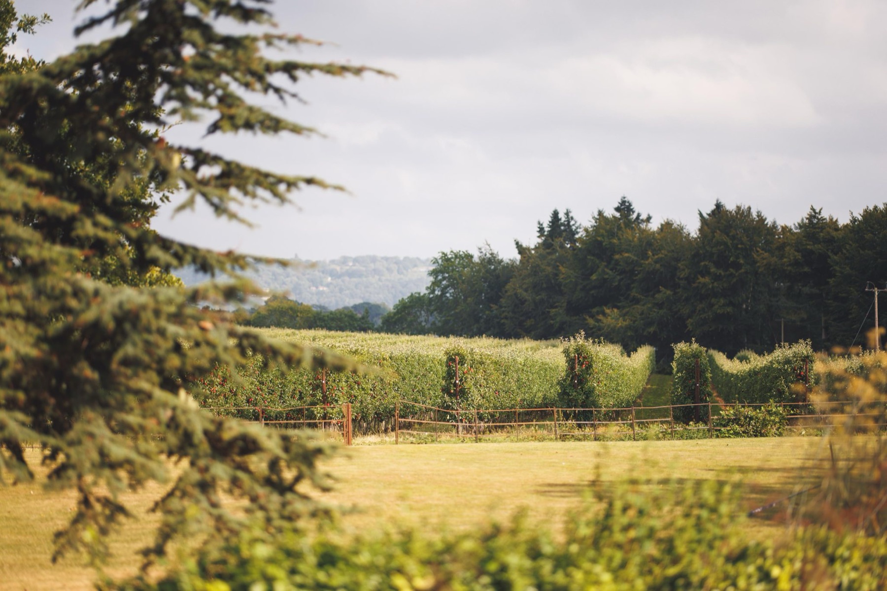 The bottom lawn at Glewstone Court looking out over the apple orchard